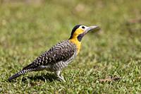 Campo flicker (Colaptes campestris), adult foraging on ground, Pantanal, Mato Grosso, Brazil.