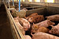 Pig farm. Catalonia, Spain