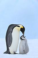 Emperor penguins, Aptenodytes forsteri, with a Chick, Snow Hill Island, Antartic Peninsula, Antarctica.