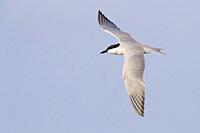 Gull-billed Tern (Gelochelidon nilotica), adult in flight seen from the above.
