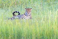 Jaguar (Panthera onca) lying down in wetland, looking at camera, Pantanal, Mato Grosso, Brazil.