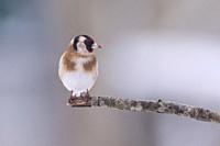 A Goldfinch (Carduelis carduelis) in freezing conditions in a Norfolk garden.