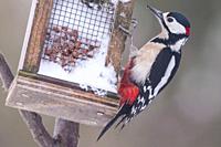 A Great Spotted Woodpecker (Dendrocopos major) in the uk.