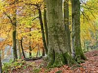 Beech trees in autumn in Strid Wood at Bolton Abbey Yorkshire Dales England.