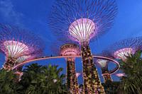 Singapore, Singapore - October 16, 2018: Supetree Grove during the blue hour at the Gardens by the Bay in Singapore.