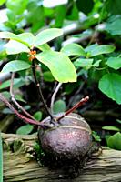 Hydnophytm formicarum is an epiphyte shrub native to southeastern Asia. Its spherical caudex contains ants in symbiosis.