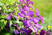 Beautiful flowers of clematis of blossoming violet clematis with droplets of rain. Big bush of clematis growing in garden. Clematis after rain. Beauti...