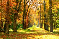 Autumn park with beautiful trees covered yellow and red foliage. Seasonal specific. Multicolored trees with path in autumn park.