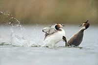 Great Crested Grebes ( Podiceps cristatus ) in hard fight, rivals, territorial behaviour, furious attack.