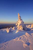 Snow-covered Norway spruce trees (Picea abies). Brocken (Mountain), National Park Hochharz, Saxony-Anhalt, Germany, Europe.