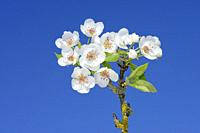 Pear Tree (Pyrus communis) brach with blossoms against clear blue sky. Bavaria, Germany, Europe.