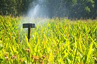 Irrigation system in corn field.