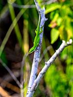 Green Anole (Anolis carolinensis) Florida lzard.