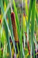 Cattail plant in marsh.
