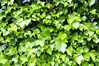 Ivy background at high resolution.