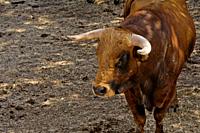 Toro bravo, brave bull at dehesa, Los Talayos, Ciudad Rodrigo, Castilla y Leon. Spain.