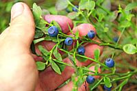 Human hand gathering wild berries. Harvesting whortleberries. Ripe dark berries of bilberry in forest. Picking bilberries. Crop of forest berry. Blue ...
