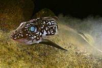 Deep sea. Rat fish. Rabbitfish (Chimaera monstrosa). Eastern Atlantic. Galicia. Spain. Europe.