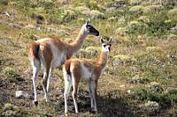 Chile, Magallanes, Torres del Paine, national park, guanacos, lama guanicoe, female and young chulengo,.