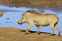 Common warthog (Phacochoerus africanus), adult male, walking at a waterhole, Addo Elephant National Park, Eastern Cape, South Africa, Africa.