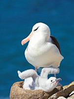 Adult and chick on tower shaped nest. Black-browed albatross or black-browed mollymawk (Thalassarche melanophris). South America, Falkland Islands, Ja...