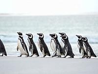 Magellanic Penguin (Spheniscus magellanicus). South America, Falkland Islands, January.