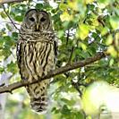 The barred owl (Strix varia), also known as northern barred owl or hoot owl, is a true owl native to eastern North America. Adults are large, and are ...
