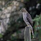 Cooper's hawk (Accipiter cooperii) is a medium-sized hawk native to the North American continent.