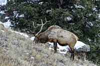 Bull elk (Cervus canadensis) grow antlers for the fall mating season and keep them through the winter, they fall off for the new yearâ. . s growth.