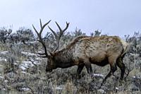 Bull elk (Cervus canadensis) grow antlers for the fall mating season and keep them through the winter, they fall off for the new yearâ. . s growth.