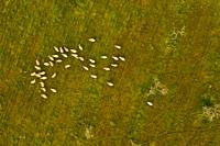 Aerial photograph of a flock of sheep in Llucmajor, Mallorca, Balearic Islands, Spain.