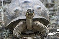 Galapagos-Riesenschildkröte (Chelonoidis nigra ssp) in situ, Insel Isabela, Galapagos Inseln, Ecuador / Galápagos giant tortoise (Chelonoidis nigra ss...