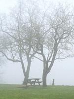 picnic table and bare trees in fog, Tourtres, Lot-et-Garonne Department, Nouvelle Aquitaine, France.