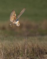 Barn Owl-Tyto alba dives to catch prey. Winter. Uk.