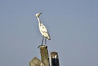 Egrets in the banks of Brahmaputra river.