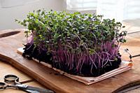 Red cabbage microgreens on a wooden table.