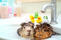 They love to swim together. Couple of funny animals Ñ. Ñ‚ ÐµÑ. Ñƒ bathroom.