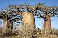 Baobabs near Andavadoaka, western Madagascar.