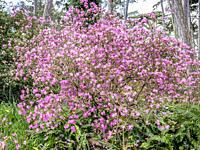 Rhododendron mucronulatum.