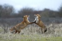 Red Foxes ( Vulpes vulpes ) in fight, fighting, standing on hind legs, threatening with wide open jaws, while rutting season. .