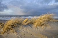 dunes on Wadden Sea coast, Terschelling island, Netherlands