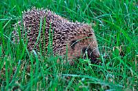 Hedgehog in a meadow.