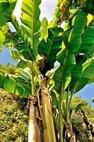 banana tree.