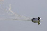 Common Coot (Fulica atra) on water. Natural Areas of the Llobregat Delta. Barcelona province. Catalonia. Spain.