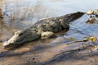 Sacred crocodile in Sabou, Burkina Faso, Africa.