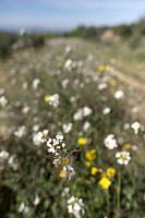 White flowers in the countryside, tivissa, spain
