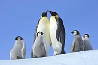 Emperor penguins, Aptenodytes forsteri, Pair with Chicks, Snow Hill Island, Antartic Peninsula, Antarctica.