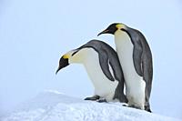 Emperor penguins, Aptenodytes forsteri, Two Adults, Snow Hill Island, Antartic Peninsula, Antarctica.