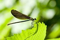 Female Beautiful Demoiselle, Calopteryx virgo. Adults: 49-54mm length. males are metallic blue and females emerald green. Wings are coppery gold to re...