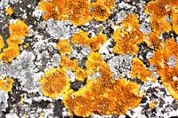 Caloplaca flavescens is a crustose placodioid lichen that grows on calcareous rocks. Other lichens presents are Aspicilia (grey) and Verrucaria (black...